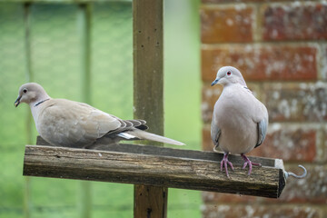 close-up of a pair of collared doves (Streptopelia Decaocto) checking out a wooden bird feeding tray 