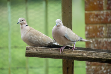 Fototapeta premium close-up of a pair of collared doves (Streptopelia Decaocto) checking out a wooden bird feeding tray 