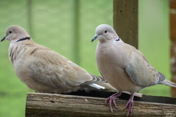 close-up of a pair of collared doves (Streptopelia Decaocto) checking out a wooden bird feeding tray 