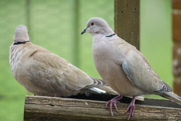 close-up of a pair of collared doves (Streptopelia Decaocto) checking out a wooden bird feeding tray 