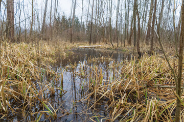 Fototapeta premium Floodplain forest. Trees growing in water. Wild nature. Pond and trees