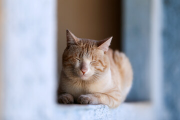 Um gato fofo, sonolento, na cor amarela claro, deitado sob uma parede.