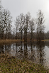 Floodplain forest. Trees growing in water. Wild nature. Pond and trees