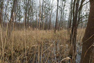 Floodplain forest. Trees growing in water. Wild nature. Pond and trees