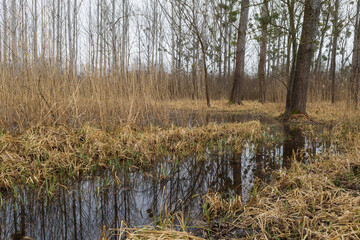 Floodplain forest. Trees growing in water. Wild nature. Pond and trees