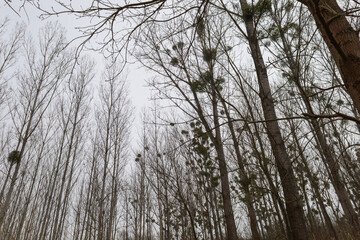 Mistletoe grows like a parasite on a tree.