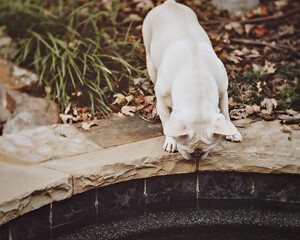 Cream French bulldog standing and looking over the edge of the pool in autumn