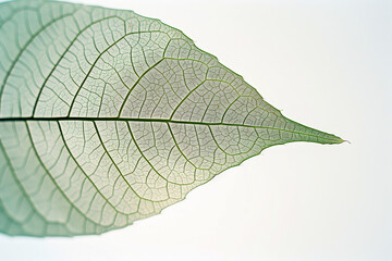 Obraz premium Macro shot detail of green leaf texture, veins of the leaf surface