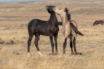 Pair of Wild Horses Sparring in Autumn in Wyoming