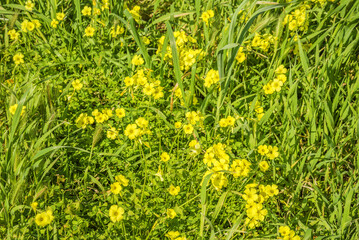 Yellow Oxalis pes-caprae, Bermuda buttercup or African wood-sorrel flowers