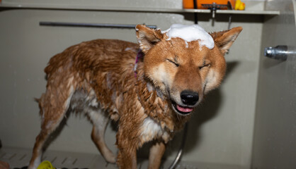 A red dog of the Shiba Inu breed in the groomer's salon. The groomer washes the animal's fur.