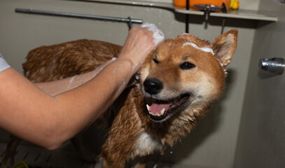A red dog of the Shiba Inu breed in the groomer's salon. The groomer washes the animal's fur.
