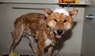 A red dog of the Shiba Inu breed in the groomer's salon. The groomer washes the animal's fur.