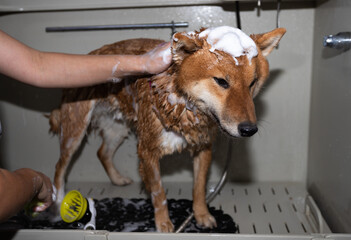 A red dog of the Shiba Inu breed in the groomer's salon. The groomer washes the animal's fur.