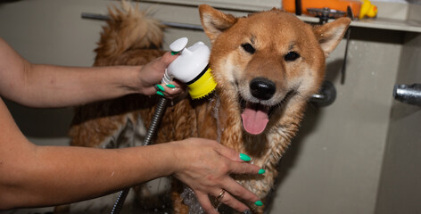 A red dog of the Shiba Inu breed in the groomer's salon. The groomer washes the animal's fur.