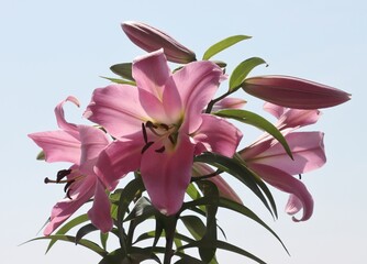 beautiful pink and red lilies in the garden close up