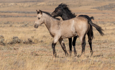 Pair of Wild Horses Sparring in Autumn in Wyoming