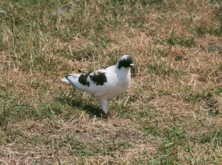 various,colorful wild birds of pigeons