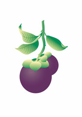 Mangosteen