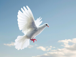 Obraz premium White dove flying against blue sky