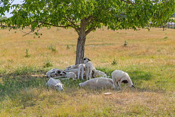 Flock of Sheep Laying Down Under Tree Shade at Hot Summer Day