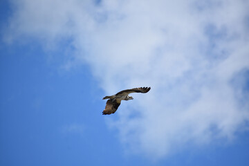 Osprey In Flight with Wings Spread Open