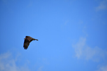Osprey Bird Wings Folded in Flight in Maine