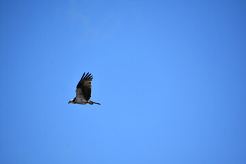 Side Profile of an Osprey in Flight