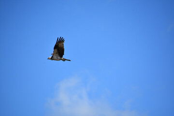 Predatory Osprey Looking for Prey in Flight