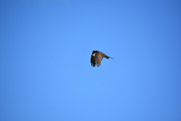 Fish Hawk with Wings Folded in Flight