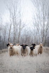 Flock of sheeps on the field in wintertime