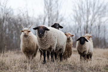 Fototapeta premium Flock of sheeps on the field in wintertime
