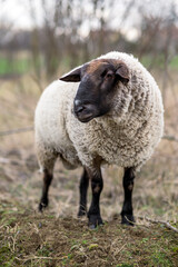 Suffolk sheeps grazing on field