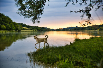 Coucher de soleil sur un lac avec un chien