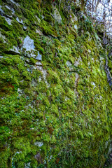 Green moss on a concrete surface