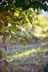 Feuille de vigne sauvage nature