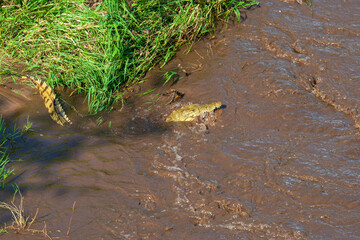 Crocodile Swimming in Fast Flowing Water