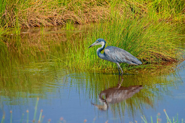 Black-headed Heron Wading