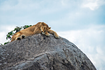 Lioness Taking an Afternoon Nap