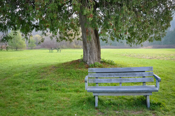Fototapeta premium Bench in the park with tree in the background
