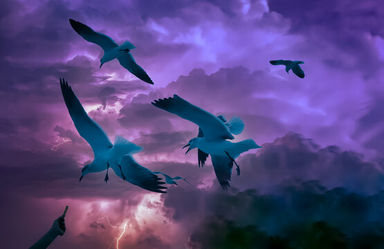Seagulls flying with dark clouds