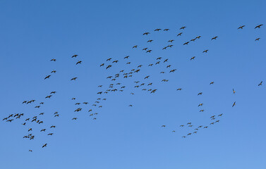Flock of geese flying in a blue sky