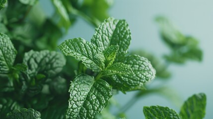 A detailed view of a cluster of green leaves with intricate details
