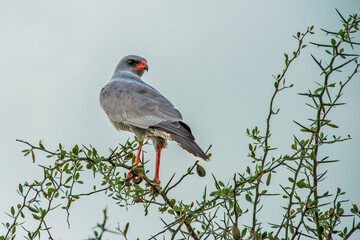Pale Chanting-Goshawk Perched on Tree Branch