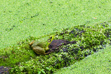 Green frog - Lithobates clamitans (Rana Clamitans) is native to eastern North America.