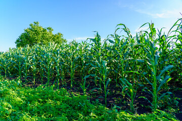 A field of corn is shown with a tree in the background