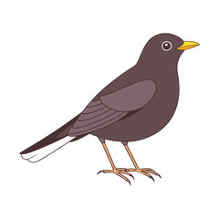  A blackbird bird stands and watches