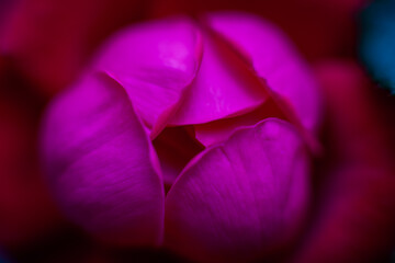 close up of a pink rose