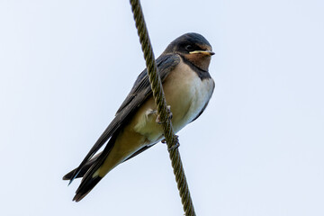 Barn Swallow (Hirundo rustica) Resting on a Metal Wire in Father Collins Park, Dublin, Ireland