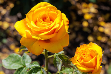 Two yellow roses are in a garden